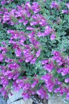 Berry's Penstemon