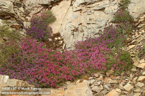 Penstemon newberryi ssp. berryi