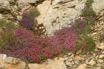 Berry's Penstemon massed on serpentine