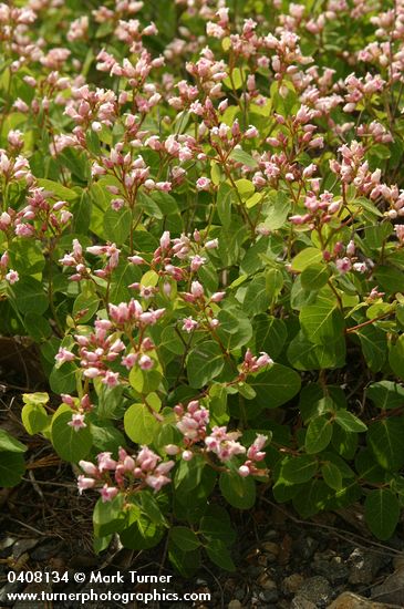Apocynum androsaemifolium