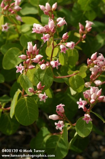 Apocynum androsaemifolium