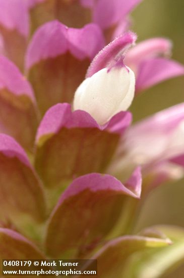 Orthocarpus cuspidatus