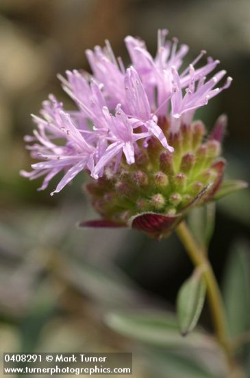 Monardella purpurea