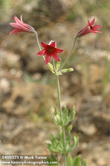 Lilium bolanderi