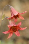 Bolander's Lily blossoms
