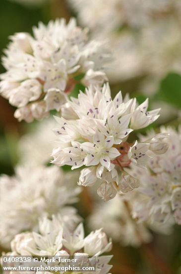 Allium amplectens