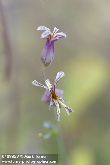 Streptanthus tortuosus var. suffrutescens