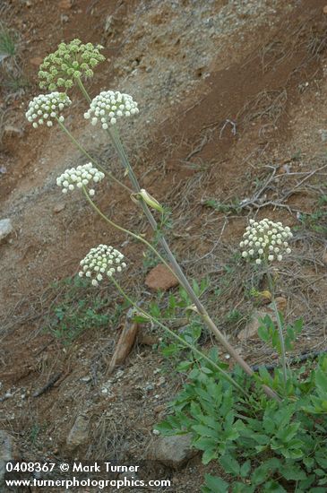 Angelica genuflexa