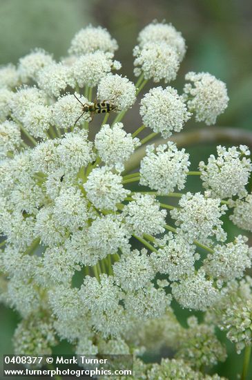 Angelica genuflexa