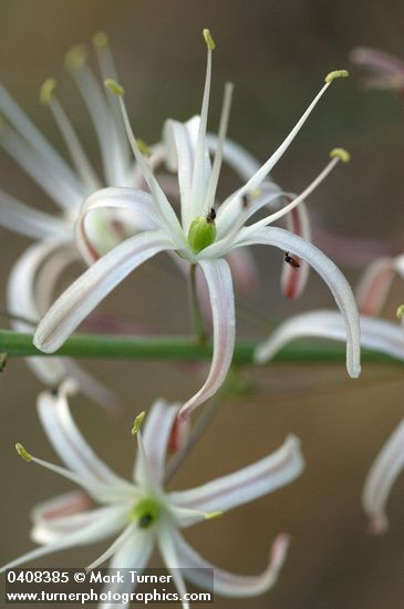 Chlorogalum pomeridianum