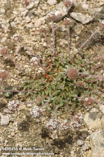 Ipomopsis congesta
