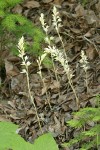 Phantom Orchids