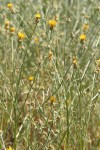 Yellow Star Thistles