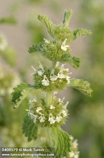 Marrubium vulgare