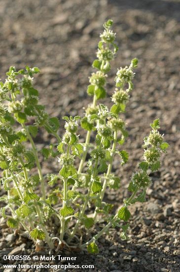 Marrubium vulgare