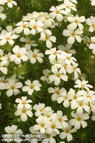 Linanthus nuttallii ssp. nuttallii (Linanthastrum nuttallii)