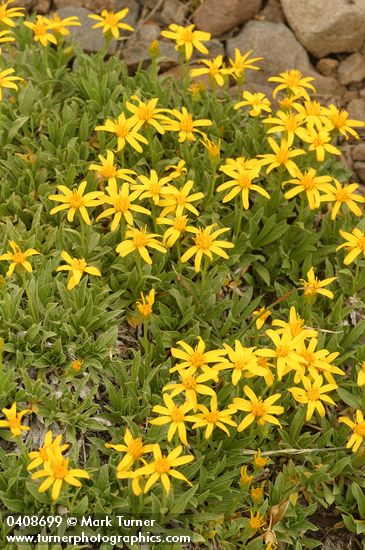 Stenotus acaulis