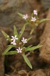Alva Day's Gilia