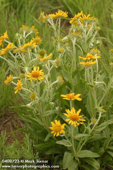 Hymenoxys hoopesii