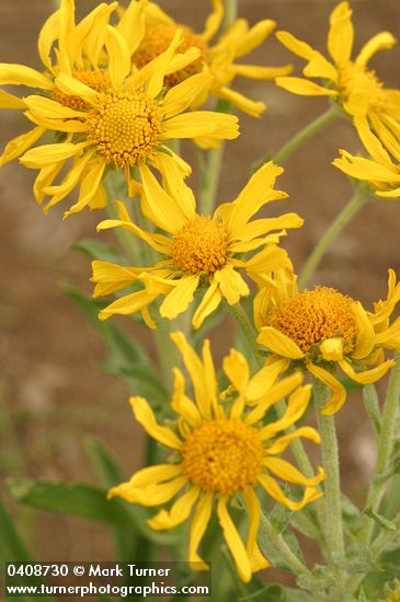 Hymenoxys hoopesii