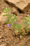 Snapdragon Skullcap