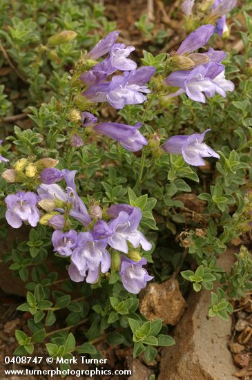 Penstemon davidsonii var. praeteritus