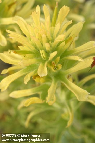 Castilleja applegatei ssp. pinetorum
