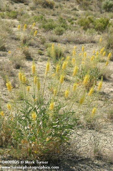 Stanleya pinnata