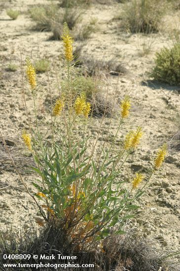 Stanleya pinnata