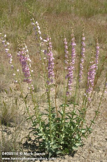Penstemon palmeri