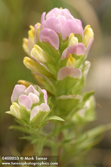 Orthocarpus tenuifolius