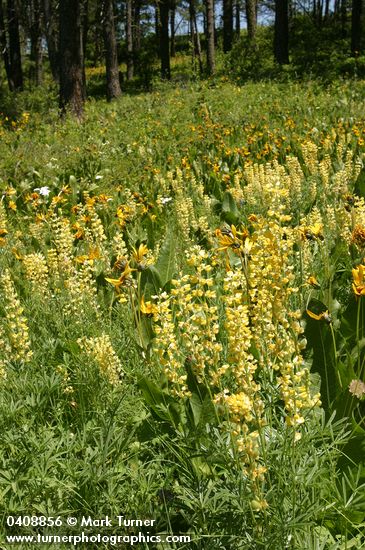 Lupinus sulphureus; Wyethia amplexicaulis