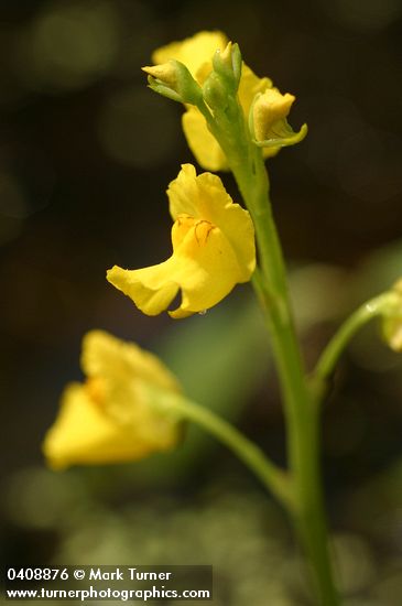 Utricularia macrorhiza (U. vulgaris)