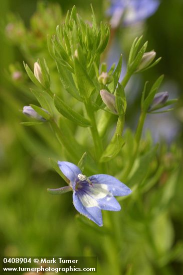 Downingia elegans