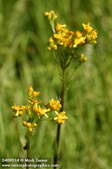 Senecio hydrophiloides (S. foetidus var. hydrophiloides)