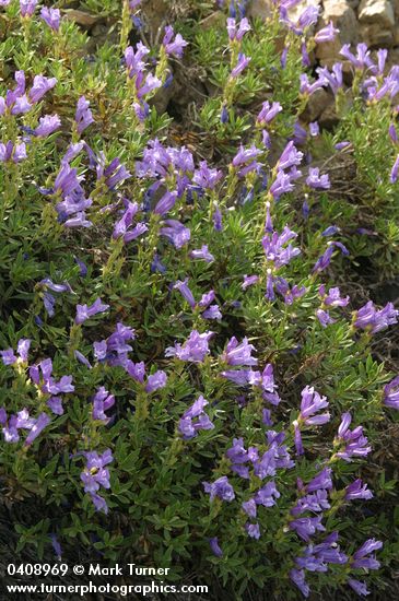 Penstemon fruticosus
