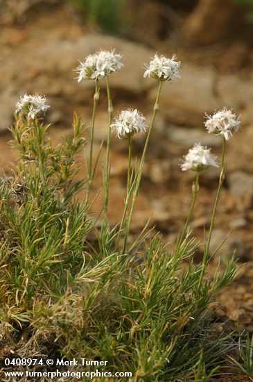 Arenaria congesta