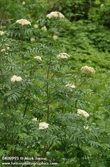 Sorbus scopulina