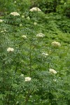 Cascade Mountain-ash