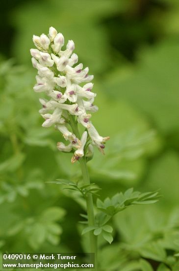Corydalis caseana