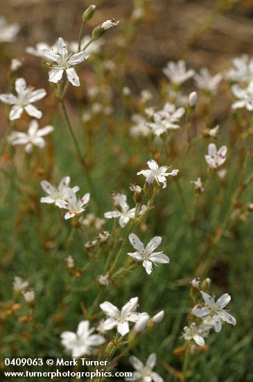 Arenaria aculeata