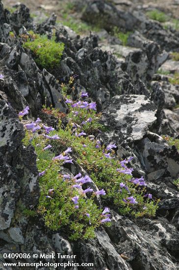 Penstemon fruticosus