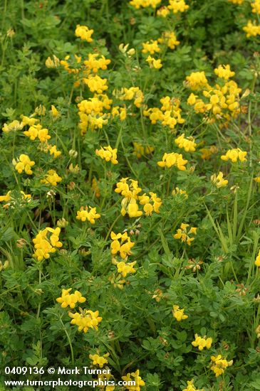 Lotus corniculatus