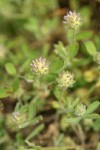 Small-headed Clover