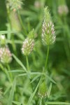 Foothill Clover