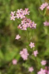Monterey Centaury