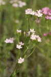 Monterey Centaury