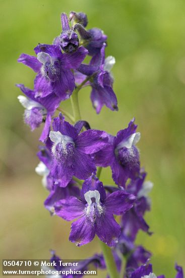 Delphinium menziesii
