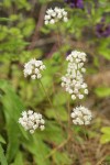 Onion blossoms