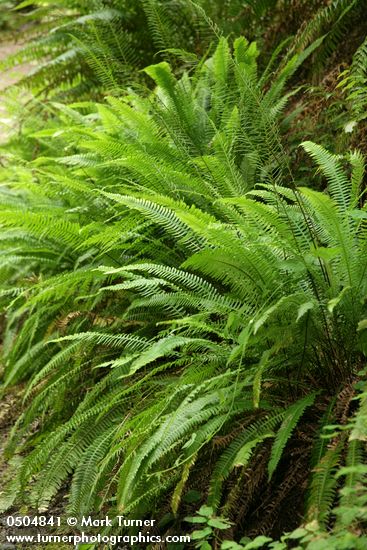Blechnum spicant